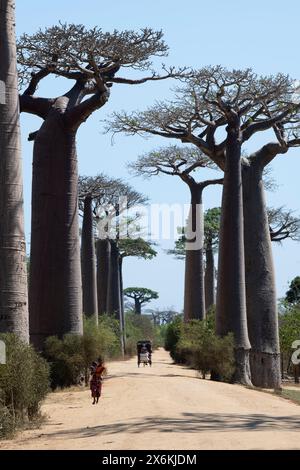 Les gens marchent le long de l'avenue des baobabs, un groupe important de baobabs Grandidier (Adansonia grandidieri) qui bordent le chemin de terre numéro 8 entre eux Banque D'Images