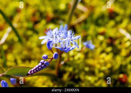 Courge à deux feuilles (Scilla bifolia, jacinthe étoilée, courge à deux feuilles) dans la mousse Banque D'Images
