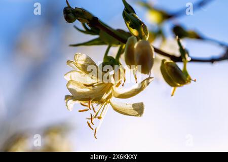 Flowers of the winter honeysuckle (Lonicera purpusii) Banque D'Images