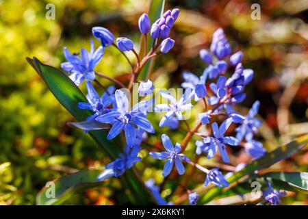 Courge à deux feuilles (Scilla bifolia, jacinthe étoilée, courge à deux feuilles) dans la mousse Banque D'Images