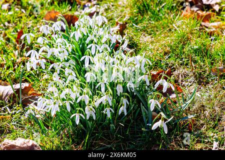 Gouttes de neige (Galanthus) dans l'herbe entre les feuilles d'automne Banque D'Images