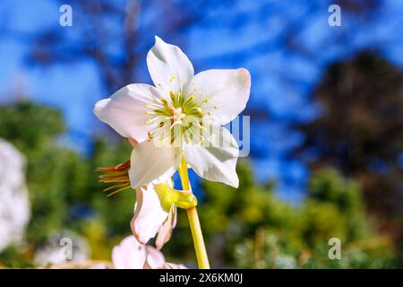 Fleurs de la rose de Noël (Helleborus Niger, rose des neiges, hellebore noir) Banque D'Images