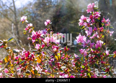 Rhododendron dauricum en fleurs (feuilles persistantes, rose alpine dahurienne, azalée dahurienne) Banque D'Images