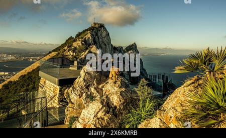 Vue sur la passerelle dans la réserve naturelle de Upper Rock, le Rocher de Gibraltar et la côte espagnole, macaque Barbarie sur une crête rocheuse au premier plan, Banque D'Images