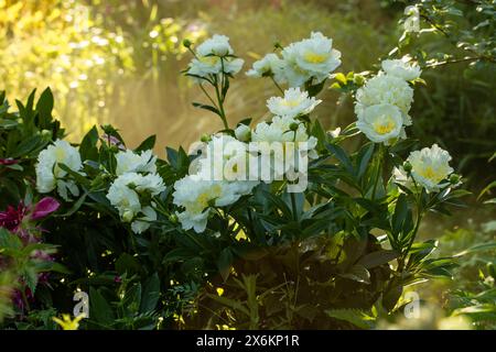 Buisson fleuri de pivoines blanches et jaunes en forme de bombe dans le jardin Banque D'Images