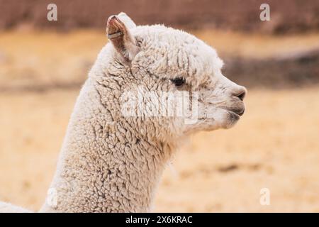 portrait d'alpaga couleur blanche pâturant par une journée ensoleillée dans la chaîne de montagnes des andes du pérou en amérique du sud Banque D'Images