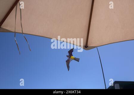 Hawk Scarer Kite utilisé comme un moyen de dissuasion pour les oiseaux volant au-dessus de Parasol au Chedi Hotel Muscat Oman Banque D'Images