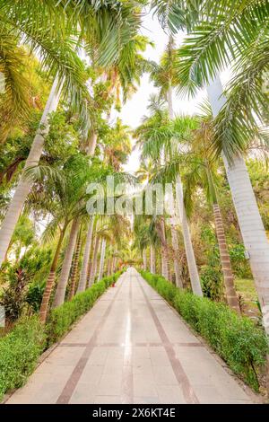 Cocotiers dans les jardins botaniques d'Assouan, Egypte. Les jardins sont situés sur l'île Kitcheners au milieu du Nil. Banque D'Images