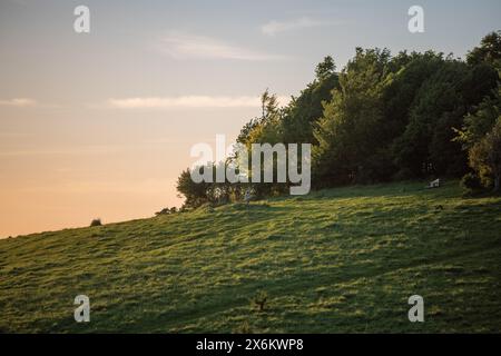 Mercredi 15 mai 2024 - Wittenham Clumps, près de Didcot, Oxfordshire. Banque D'Images