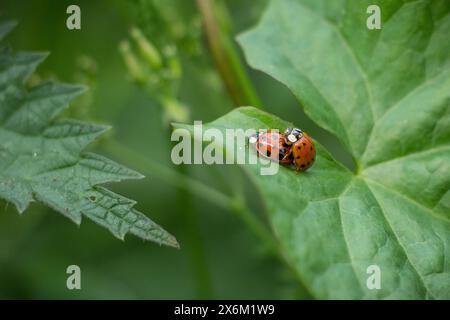 coccinelles Banque D'Images