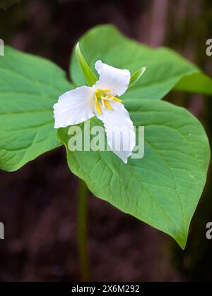 Une photo rapprochée d'une fleur de trillium blanc sur le sol de la forêt dans le nord de l'Idaho. Banque D'Images