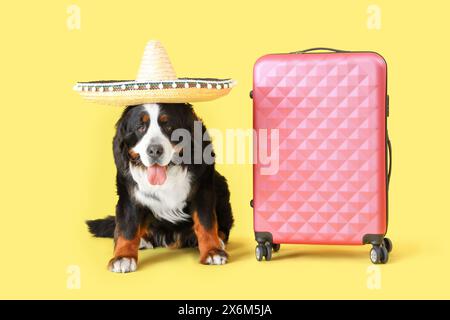 Chien de montagne bernois mignon en chapeau sombrero avec valise sur fond jaune Banque D'Images