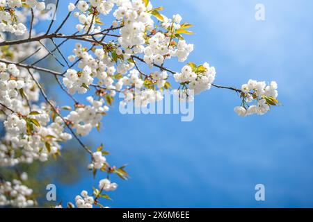 Gros plan des arbres en fleurs à Norrköping Waterfront Saltängen et Motala Stream un jour de printemps au début de mai 2024. Banque D'Images