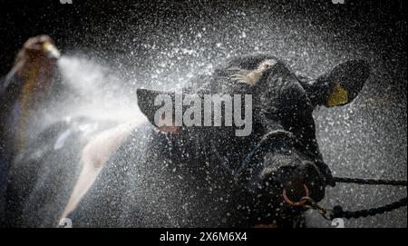 Laver les taureaux avec un tuyau haute pression après un spectacle pour les refroidir et les nettoyer. Cumbria, Royaume-Uni. Banque D'Images