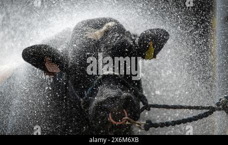 Laver les taureaux avec un tuyau haute pression après un spectacle pour les refroidir et les nettoyer. Cumbria, Royaume-Uni. Banque D'Images