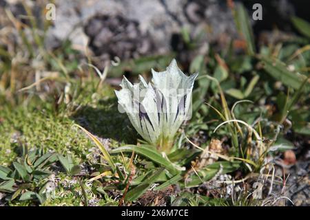 La gentiane arctique (Gentiana algida) fleurit dans les montagnes Beartooth, Montana Banque D'Images