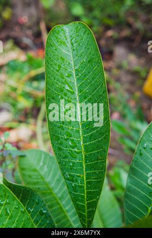 Gouttes de pluie, rosée sur des feuilles vertes sur une plante Alocasia macrorrhiza. Plan macro de gouttelettes d'eau sur les feuilles. Goutte d'eau sur feuille verte après une pluie. Banque D'Images