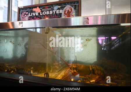 New York, États-Unis. 15 mai 2024. Vue d'un réservoir rempli de homards vivants un restaurant Red Lobster à Times Square, New York, NY, le 15 mai 2024. Red Lobster a décidé de fermer 99 de ses restaurants de fruits de mer dans 27 états à travers l'Amérique alors qu'il envisage de déposer pour le Chapitre 11. (Photo par Anthony Behar/Sipa USA) crédit : Sipa USA/Alamy Live News Banque D'Images