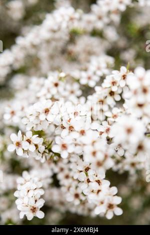 Fleurs manuka de Nouvelle-Zélande Banque D'Images