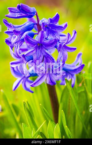 Les fleurs bleues de la jacinthe de jardin (Hyacinthus orientalis) fleurissent au printemps, Iéna, Thuringe, Allemagne Banque D'Images