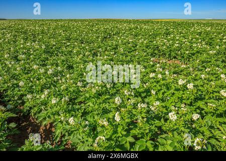 Un grand champ agricole de plants de pommes de terre en fleurs dans le sud de l'Alberta Banque D'Images