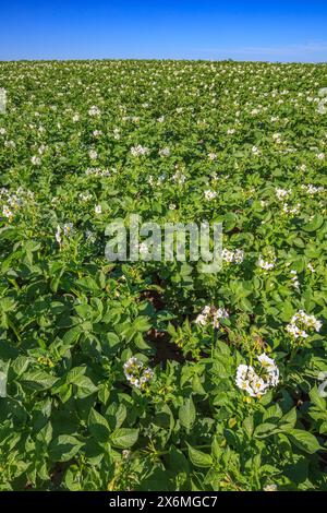 Un grand champ agricole de plants de pommes de terre en fleurs dans le sud de l'Alberta Banque D'Images