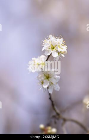 Aubépine fleurit dans la lumière du printemps, Bavière, Allemagne, Europe Banque D'Images