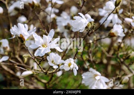 Branches avec des fleurs du magnolia étoilé (Magnolia stellata maxim.) Banque D'Images