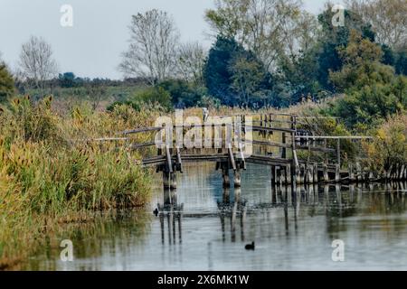 Héron gris debout sur un pont en bois sur le canal, Ardea cinerea, Sentiero Natura, réserve naturelle Oasi Canneviè, Delta di po, delta du po, Emilie-Romagne, Banque D'Images