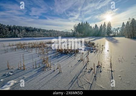 Lac de landes gelées dans le Murnauer Moos, Murnau, haute-Bavière, Bavière, Allemagne Banque D'Images