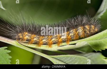 Mouche des marais salants chenille (Estigmene acrea) insecte sur la plante nature floue lutte antiparasitaire au printemps. Banque D'Images