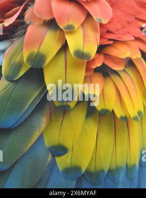 La macro photographie de plumes multicolores, d'un ara rouge (perroquet) Banque D'Images