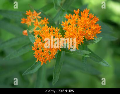 L'herbe de papillon (Asclepias tuberosa) fleurira dans le jardin. Il s'agit d'une espèce de laitoued et d'une excellente source de pollen et de nectar pour la pollinisation de l'inse Banque D'Images