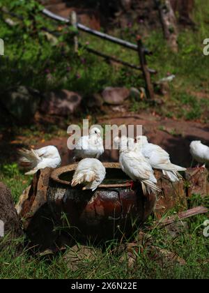 plusieurs pigeons blancs se sont rassemblés dans le jardin Banque D'Images