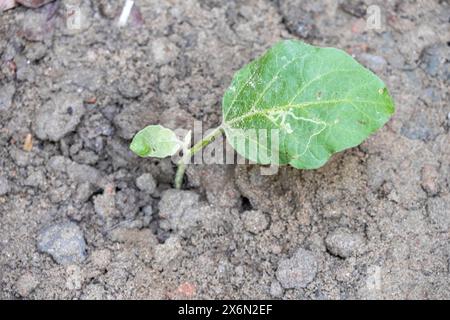 Semis de plantes Brinjal poussant à partir du sol dans le jardin de la maison. Jeunes plants d'aubergines dans le sol. Banque D'Images