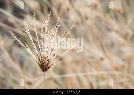 Gros plan fleur d'herbe de doigt gonflée dans le champ, fond abstrait de la nature avec fond flou. Herbe à doigt gonflée, fleur d'herbe à doigt. Chloris B. Banque D'Images