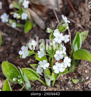 'Alba' Creeping Navelwort, Ormöga (Omphalodes verna) Banque D'Images