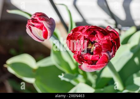 'Nachtwacht, veille de nuit' double tulipe précoce, Tidig fylld tulpan (Tulipa gesneriana) Banque D'Images