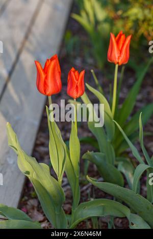 Tulipe de jardin 'rêve orange', Trädgårdstulpan (Tulipa gesneriana) Banque D'Images