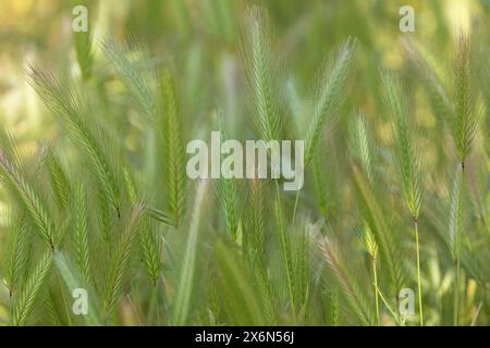Champ d'orge Foxtail au printemps. Banque D'Images