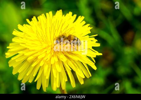 Abeille ou abeille de miel ornée de pollen suce le nectar d'une fleur de pissenlit jaune, abeille collectant le pollen, abeille sur une fleur de pissenlit Banque D'Images
