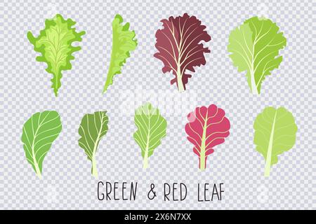 Mélange de feuilles de salade. Ensemble de dessins animés de feuilles crues rouges vertes isolées sur transparent. Icône de collection de salade de feuilles. Ingrédients vitaminés organiques pour cuisiner Illustration de Vecteur