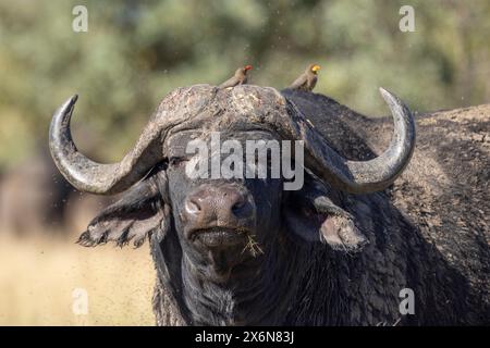 Portrait photo d'un taureau Buffalo africain (Syncerus caffer) avec deux pics bovins Banque D'Images