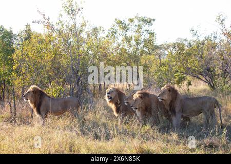 Photo stock d'une fierté de quatre lions mâles adultes et une lionne (Panthera leo) en chasse - regardant un troupeau de buffles (hors cadre) Banque D'Images