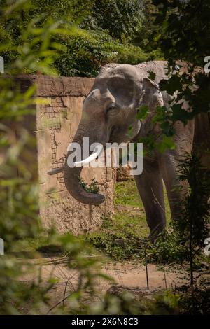 Éléphant d'Asie gris se dresse dans le jardin zoologique. Portrait vertical de l'éléphant indien dans le zoo. Belle créature grise à l'extérieur. Banque D'Images