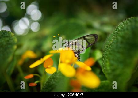 Methona confusa, verre géant, papillon assis sur la feuille verte avec fleur jaune dans l'habitat naturel, Équateur. Papillon en verre transparent avec Banque D'Images