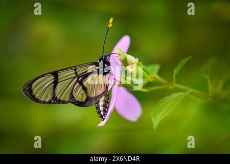 Papillon transparent en verre. Methona confusa, verre géant, papillon assis sur la feuille verte dans l'habitat naturel, Colombie. Verre transparent Banque D'Images