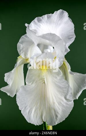 Belle immortalité d'iris blanc florissant sur un fond vert. Gros plan de la tête de fleur. Banque D'Images