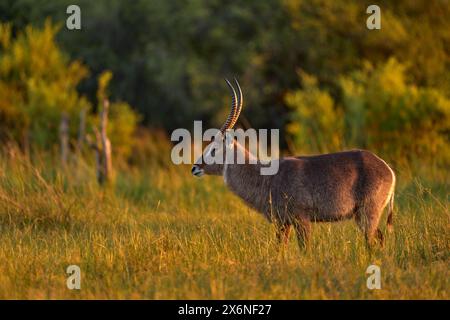 Waterbuck, Kobus ellipsiprymnus, grande antilope en Afrique subsaharienne. Bel animal africain dans l'habitat naturel, Okavango, Botswana. Faune de na Banque D'Images