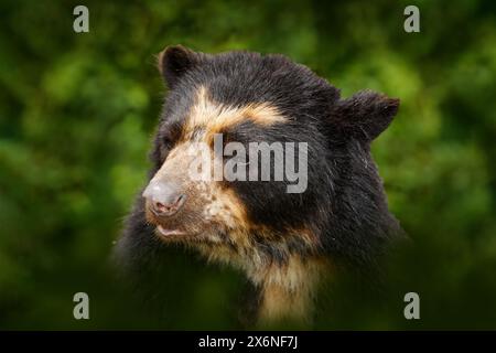 Faune malaisienne. Portrait de l'ours du Soleil malaisien, Helarctos malayanus de Malaisie. Nature en Asie. Banque D'Images